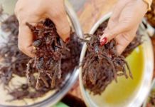 全球食客都想嚐一口的美味!柬埔寨暗黑料理「毛狼蛛」大公開